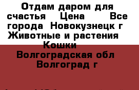 Отдам даром для счастья. › Цена ­ 1 - Все города, Новокузнецк г. Животные и растения » Кошки   . Волгоградская обл.,Волгоград г.